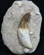 Large Rooted Mosasaur (Prognathodon) Tooth #31387-1
